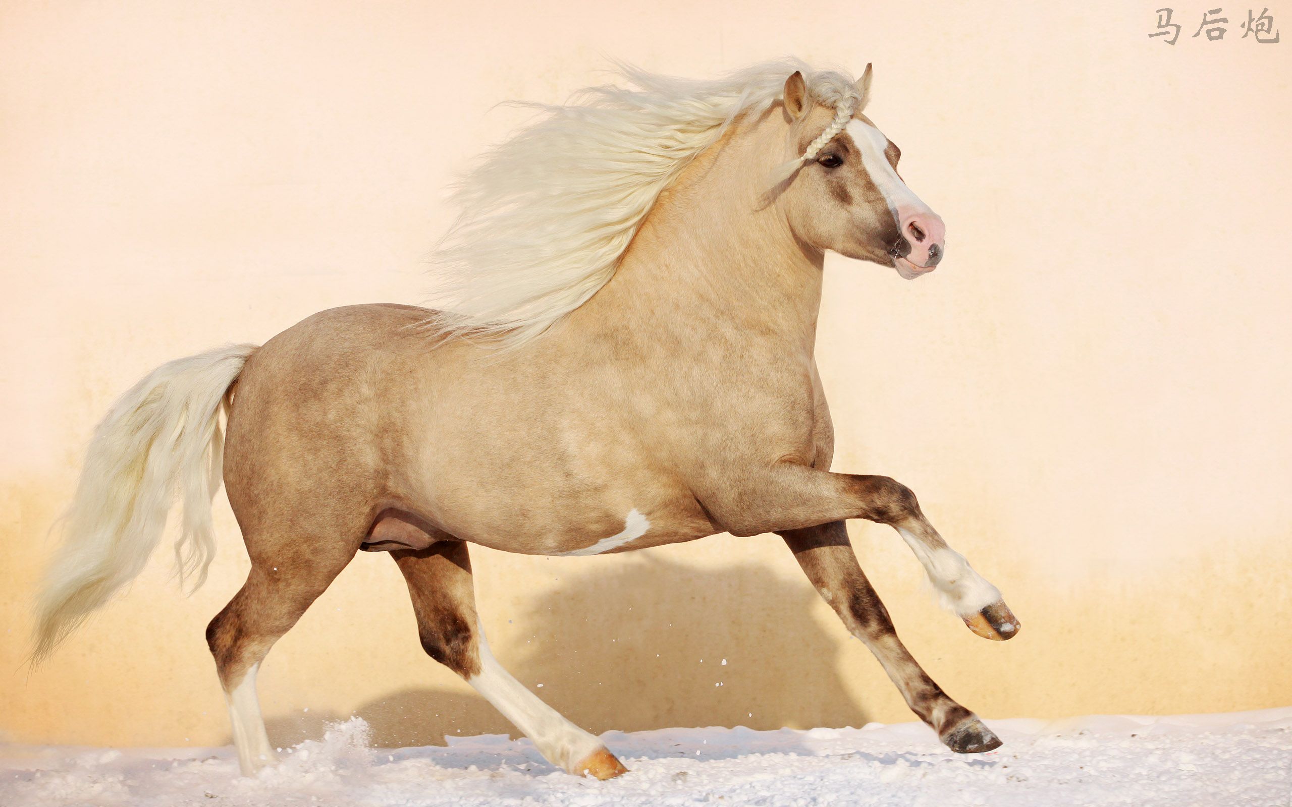 2560Horse_001001.jpg