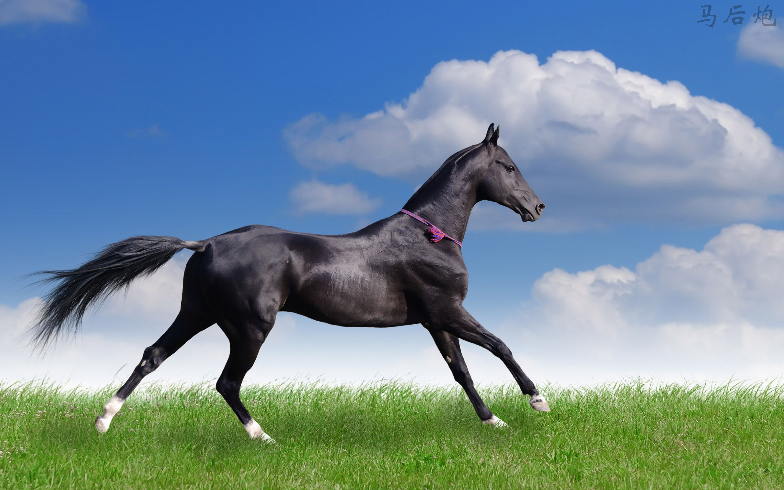 2560Horse_002019.jpg